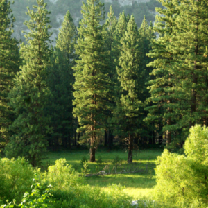 A platform for a one million trees community