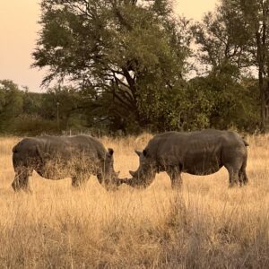 Wildlife Conservation: The Rhino Crisis. The Last Horns of Africa