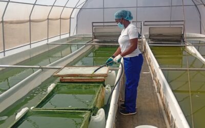 Learn More About Spirulina Microfarms
