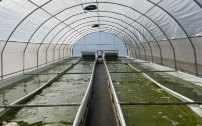 Spirulina Farm in Action